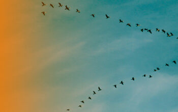 Birds flying in a v formation. On the right is a orange gradient.